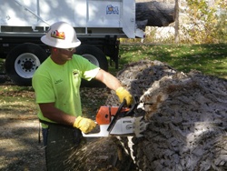 Reporting Tree Concerns